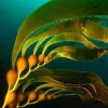 Kelps are large, brown algae that grow along coasts around the world, especially in cooler regions.