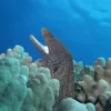 Whitemouth morays hide in the crevices of Indo-Pacific coral reefs with only their heads (and white mouths) emerging, mouths agape, to breathe and hunt crustaceans and fish.
