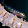 Whip coral gobies live on coral reefs throughout the Indo-Pacific, where they are found on a single species of coral: black wire coral.