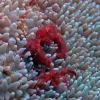 Orangutan crabs are covered in thin reddish hairs, and are frequently found living in bubble coral.