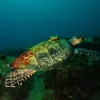 A hawksbill sea turtle with a transmitter on its back. 
