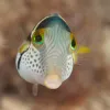 Valentinni's sharpnose puffer lives on Indo-Pacific coral reefs, where it shoals in groups of 10-100 puffers and feeds on algae and tunicates.