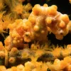 It's a pygmy seahorse (Hippocampus bargibanti), found in Indonesia's biodiverse Coral Triangle and one of the smallest seahorse species in the world! They can change colors like a chameleon to blend into their environment. This helps to protect them from p