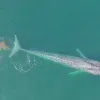 a pink cloud of poop trails behind a blue whale