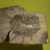 a fossilized ancient sea creature