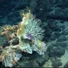 A white coral (Corallium sp.) and two vase sponges (left) grow on an Atlantic Ocean seamount. 