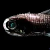 A photo of a lanternfish with its nasal light organ illuminated. 