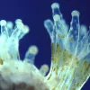 Close-up photograph of translucent coral polyps, showing the symbiotic algae living inside.