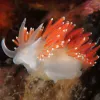 A reddish-orange nudibranch.