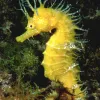 A bright yellow long-snouted seahorse. 