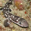 A coral catshark
