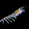 a colorful crustacean with hints of purple in its shell and green in its belly