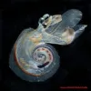 A sea butterfly, or sea snail, swims in the open ocean. 