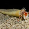 A tusk shell hermit crab peeks out of his shell. 