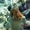 Photograph of a bristly brown and white worm, with one end pressed against a pale green coral.