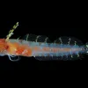 A side-view of  a blenny fish with a back background. 