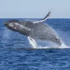 a humpback jumps in an arc over the water