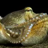 A veined octopus sits inside a vacant bivalve shell, which it uses as a portable shelter, in the Philippines. This is one of the few examples—if not the only example—of tool use in invertebrates.
