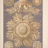 Haeckel discovered a species of rhizostome jellyfish in Bellagemma, Ceylon, in December 1881. Its form so impressed him that he used it as a model for ceiling decorations in his Villa Medusa home in Jena.