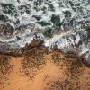 an aerial view of seals on a shoreline