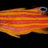 A photo of a candy basslet, an orange and yellow-striped fish.