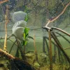 A lemon shark pup swims through its shallow mangrove nursery off the coast of Bimini Island in the Bahamas.
