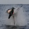 A frame-by-frame view of a Great White Shark breach- frame 1.