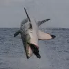 Great White Shark breaching