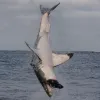 A frame-by-frame view of a Great White Shark breach- frame 4. 