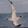 A frame-by-frame view of a Great White Shark breach- frame 5. 
