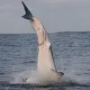 A frame-by-frame view of a Great White Shark breach- frame 6. 