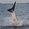 A frame-by-frame view of a Great White Shark breach- frame 7. 