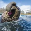 “The southern elephant seal is a truly restrained behemoth. Males can grow to be five times larger than females, up to 5,000 pounds. This elephant seal may look fierce, but he was simply yawning over and over in the wave-wash. This allowed me to try mult
