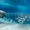 a manatee and school of fish a the ocean's bottom