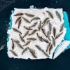 an aerial view of seals on an ice floe