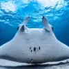 a manta ray swims up revealing its underside