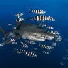a shark and a group of pilot fish with black and white stripes