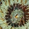 a clownfish peeks out from its anemone