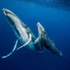two humpback whales swim underwater