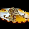 a blue-ringed octopus with eggs in a seashell