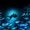 A diver swims with a camera in a school of fish