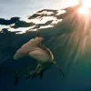 A male great hammerhead shark swims just below the surface of the water in the Bahamas at sunset.
