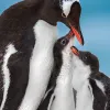 a gentoo penguin with two chicks