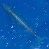 a Rice's whale hovers just beneath the water's surface