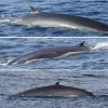 three images of a whale's dorsal fin