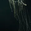 This colony of <em>Rosacea</em> may look like a single jellyfish, but it is actually a large group of smaller siphonophores clustered and living together.