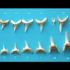 An array of teeth from ragged tooth sharks.