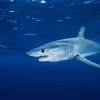 A shortfin mako glides through the waters off the coast of California.
