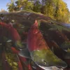 Photo of sockeye salmon spawning.