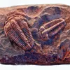 A relative of insects, trilobites lived on the ocean floor during the Cambrian period. 